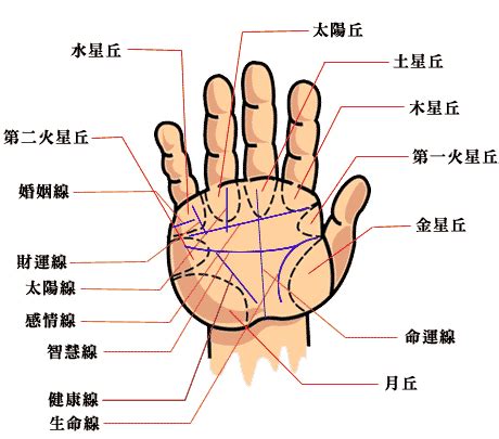 手相 橫紋|【手相館】掌紋